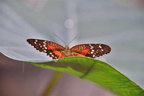 Photo Gratuite Papillon Insectes Des Animaux Image Gratuite Sur