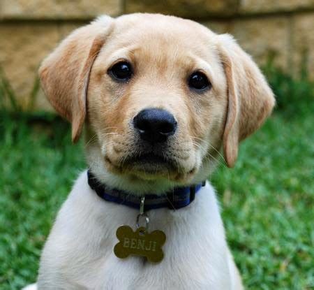We are an ethical and responsible yellow labrador retriever breeder. Yellow Lab Puppy Pictures - Benji ~ Picture of Puppies