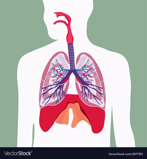 Human Respiratory System Vector Free Download Vector Psd And Stock Image