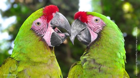 Great Green Macaw Care Sheet Birds Coo