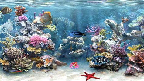 Clear Aquarium Animated Wallpaper Youtube