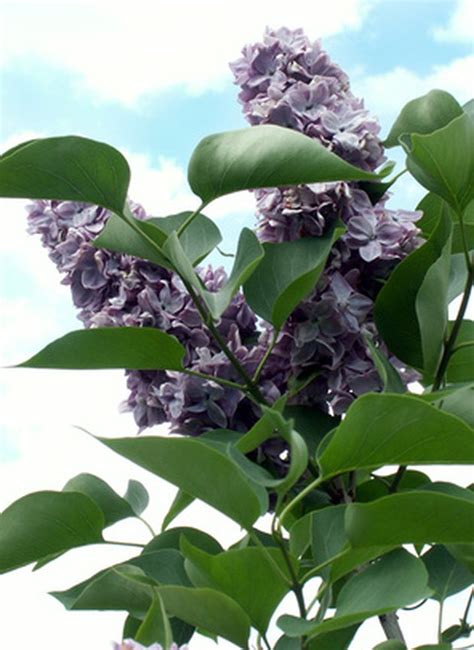 How Fast Does A Lilac Bush Grow Hunker