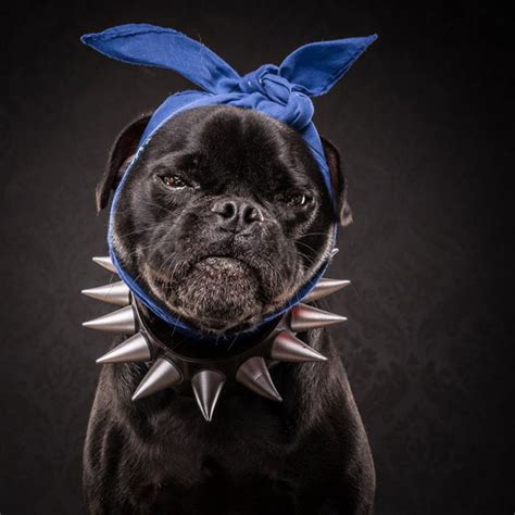 The Pug Life Portraits Of Pugs Posing As 80s And 90s Hip Hop Artists