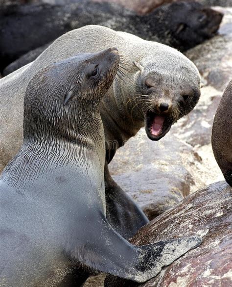 South African Fur Seal Arctocephalus Pusillus Females Standing On