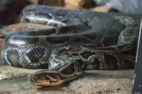 Burmese Python Utica Zoo