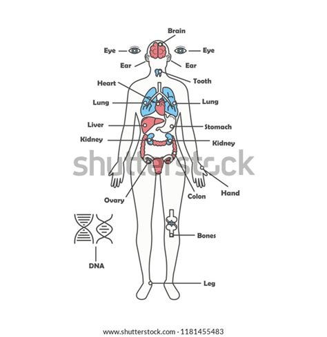 Female Human Anatomy Vector Diagram Female Body Internal Organs Chart