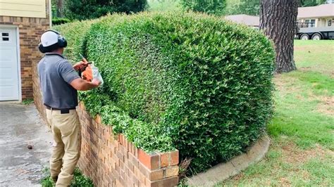 🌳how To Trim Your Own Shrubbery 🌳 Diy Youtube