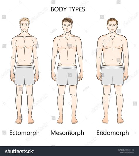 Vektor Stok Human Body Types Three Figures Forms Tanpa Royalti Shutterstock
