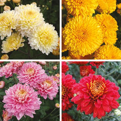 Chrysanthemum Potted Spray Plant Collection From Mr Fothergills Seeds