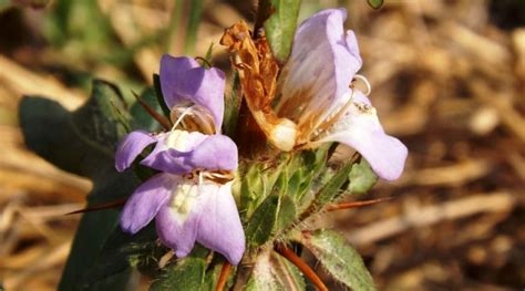 Herbáceo Archivi Un Mondo Ecosostenibile