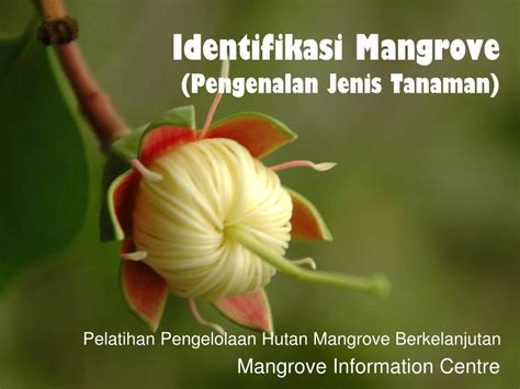 Pengendalian infentaris (inventori control) 9. PPT - Identifikasi Mangrove (Pengenalan Jenis Tanaman ...