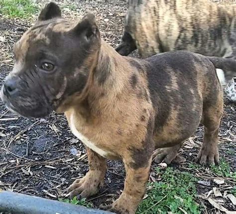 Merle tri american bully pitbull or merle is not recognized by ukc only registerable thru abkc. Merle american bully | Pitbull terrier, Cute dogs