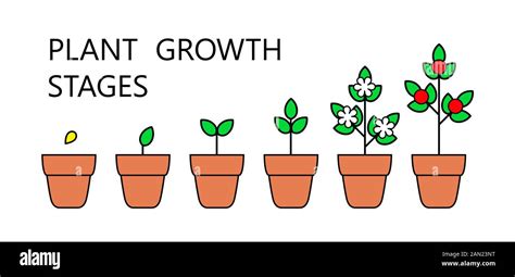 Tree Growth Stages Infographics Line Art Icons Planting Instruction