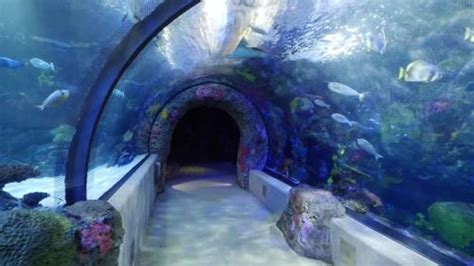 Virginia Aquarium And Marine Science Center Atkinson Realty Vacations
