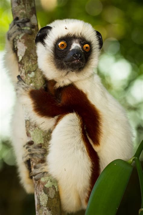 Lemurs Of Madagascar Africa Geographic