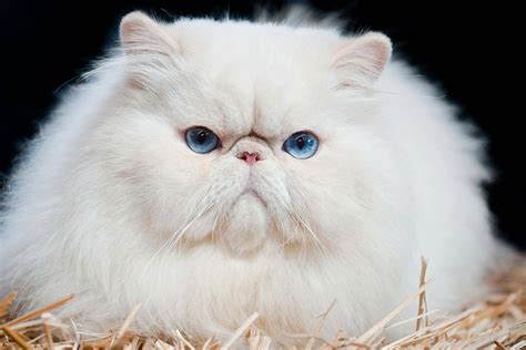 Persian Cat Breed Description Characteristics Appearance History