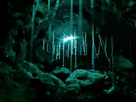 Top 8 Glow Worm Caves New Zealand