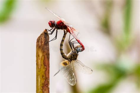 Closeup Of Two Dragonflies Mating Stock Image Image Of Nature Head 128426711