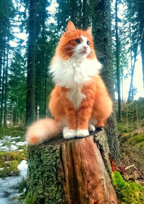 The norwegian forest cat club was formed to help preserve the breed. Maine Coon Personality Traits | Maine coon, Personality ...