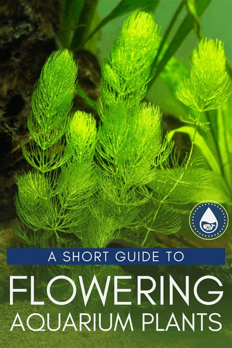 Underwater And Overwater Flowering Aquarium Plants