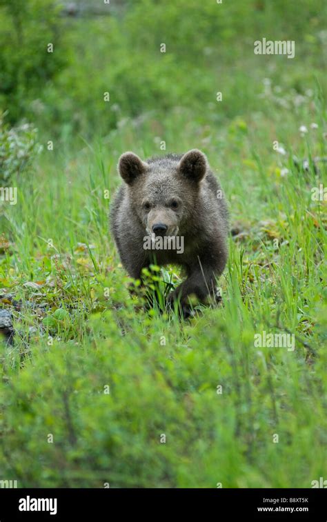 Grizzly Bear Cub Running Toward Camera Controlled Conditions Stock