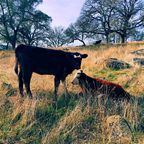 morgan territory regional preserve cow with a bow tie shap… flickr