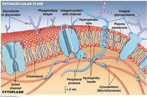 Cell Membrane Diagram And Functions