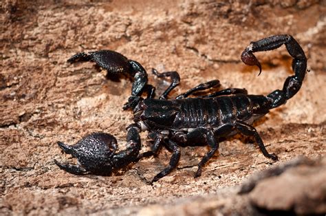 Emperor Scorpion Scorpion Animals Zoology