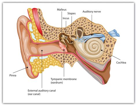 How Many Pairs Of Ear Ossicles Are There Socratic