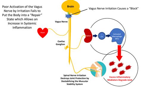The Vagus Nerve Inflammation And The Neck How Are They Connected