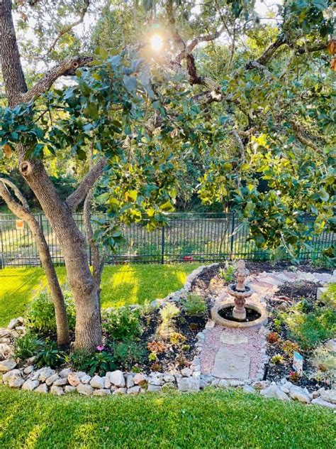 Top 10 Texas Shade Plants Native Backyards
