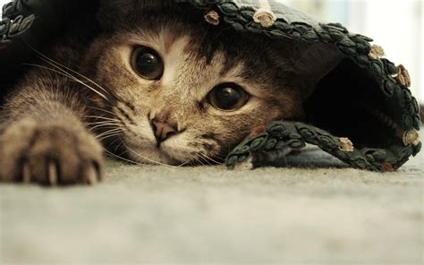 Cat Animals Pet Hiding Wallpapers Hd Desktop And Mobile Backgrounds