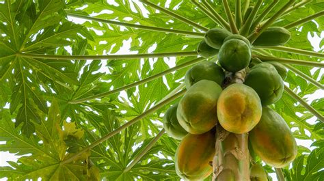 How To Successfully Grow A Papaya Tree