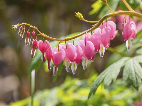 Aug 25, 2021 · finally, spray a little hairspray on the flowers to protect them before you display them. Growing Bleeding Hearts: How To Care For A Bleeding Heart ...