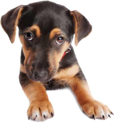 Puppy Dog Face Png Png Images Download Puppy Dog Face Png Pictures