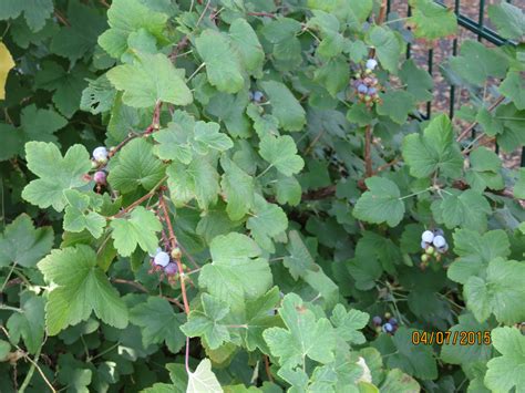 Obstpflanzen für den garten, die terrasse oder den balkon. Unbekannter Wildbusch-Ribes sanguineum- Blut-Johannisbeere ...