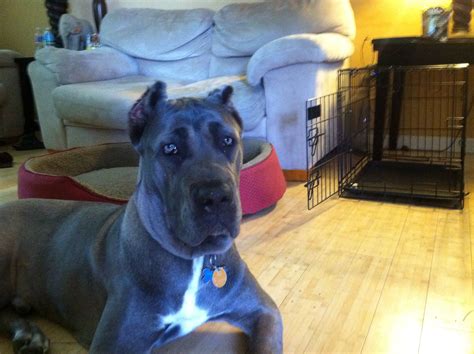 My baby boy | Cane corso, Animals, Breeds