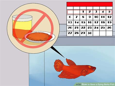 Dead betta fish | why did my betta fish die? 6 Ways to Save a Dying Betta Fish - wikiHow