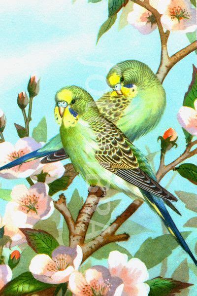 Budgie Budgie Parrots Art Bird Drawings Bird Art