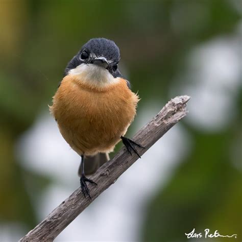 Vanikoro Flycatcher Fiji Bird Images From Foreign Trips Gallery