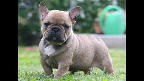 If you want to breed french bulldogs, you need to tackle the task of becoming a breeder with great care and attention. French Bulldog Talking - Funny French Bulldog Videos ...