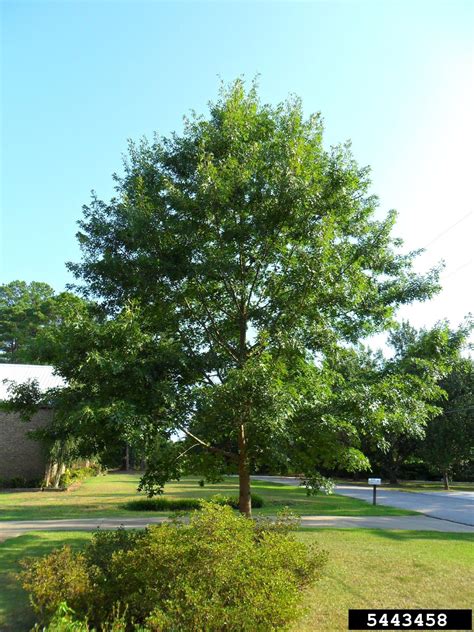 Meet A Tree Meet The Pin Oak Quercus Palustris