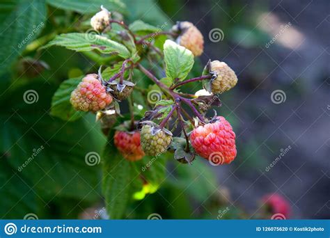 Ripe And Unripe Raspberry In Fruit Garden Growing Natural Bush Stock