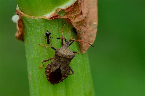 Leaf Bug Onepronic
