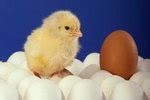 Birds have to sit on their eggs to keep them warm. How to Tell If Duck Eggs Are Dead or Alive | Animals - mom.me