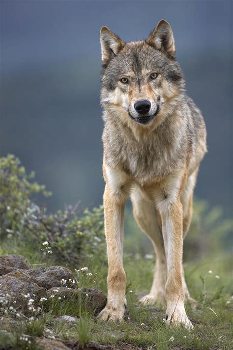 Beautiful Wildlife Gray Wolf North America By Tim