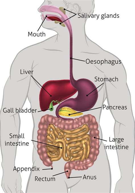 Labelled Diagram Of Human Digestive System - Human Digestive System Tract | Human digestive system, Digestive system