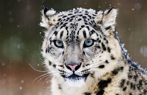 Snow leopards in danger as hundreds killed illegally each year | Nature