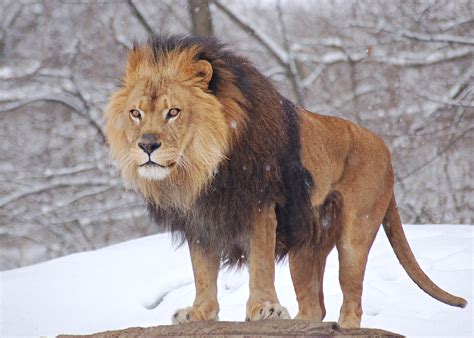 datnyvei:African Lion Panthera leo Male Pittsburgh 2800px.jpg - Wikipedia