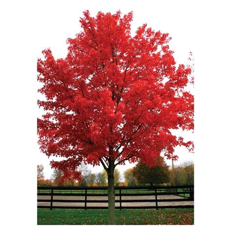 Maple Trees Red Maple Tree October Glory Maple October Glory